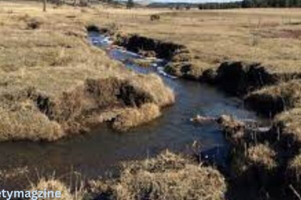 7 Ways to Strengthen Weak Streams and Improve Water Quality